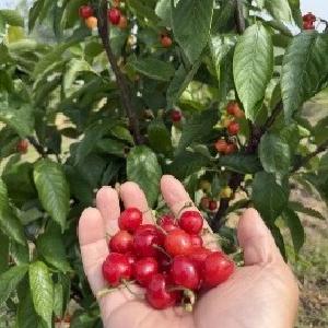 别人愁樱桃烂得快，他嫌不够摘！