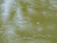 满屏新绿溢出！东西湖这场雨，每一帧都是壁纸级别的治愈