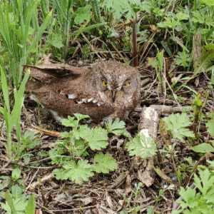 市民求助+专业救助 受伤小猫头鹰成功重返自然