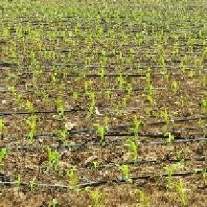 柏泉巧打“时间差” 轮作玉米助增收