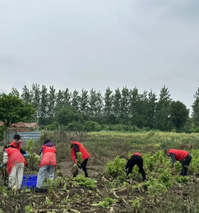 一把钥匙托付信任——东新社区开展助农抢收志愿服务
