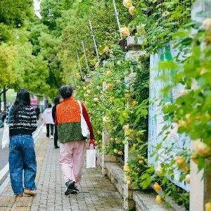 生厨余垃圾“变废为宝”滋养月季花墙——常青花园多方联动扮靓美丽街区