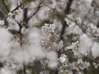 春满常青：花下的银发笑颜