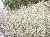 春满常青：花下的银发笑颜