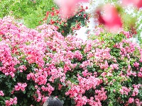 武汉隐藏莫奈花园｜法式浪漫0元拍大片！