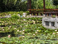 武汉夏日！绣球+睡莲治愈一整个夏天