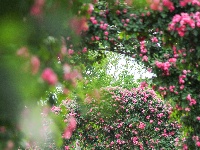 武汉隐藏莫奈花园｜法式浪漫0元拍大片！