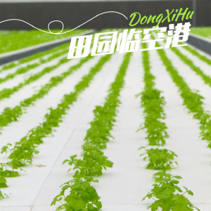 东西湖小香芹 打通产销全链路