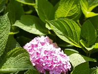 武汉夏日！绣球+睡莲治愈一整个夏天