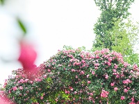武汉隐藏莫奈花园｜法式浪漫0元拍大片！
