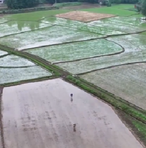 迎战强降雨 | 扶秧苗 排积水 抢烘干 湖北多地展开田间生产自救