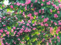 武汉隐藏莫奈花园｜法式浪漫0元拍大片！