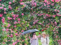 武汉隐藏莫奈花园｜法式浪漫0元拍大片！