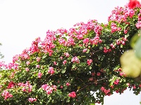 武汉隐藏莫奈花园｜法式浪漫0元拍大片！