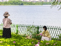 武汉夏日！绣球+睡莲治愈一整个夏天