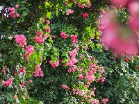 武汉隐藏莫奈花园｜法式浪漫0元拍大片！