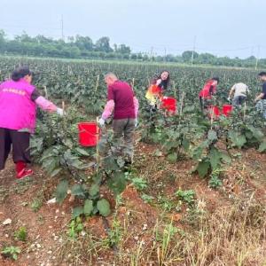 丰收时节，他们用汗水写下为民答案