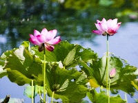 夏日限定浪漫！金银湖湿地公园荷花开啦