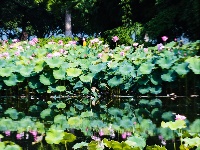 夏日限定浪漫！金银湖湿地公园荷花开啦
