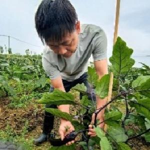 长线茄已就位！