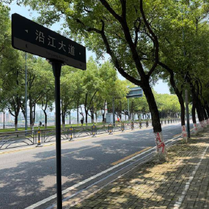 呵护2265棵大树悄然“移民”，大国工程何以如此温柔