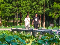 一池荷花，藏着盛夏最治愈的温柔