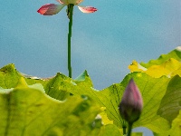夏日限定浪漫！金银湖湿地公园荷花开啦