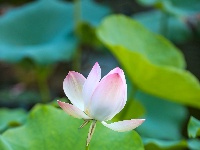 一池荷花，藏着盛夏最治愈的温柔