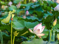 一池荷花，藏着盛夏最治愈的温柔