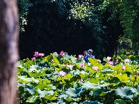 夏日限定浪漫！金银湖湿地公园荷花开啦