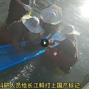 从数据“出国游”到“实时看”：长江鲟戴上湖北“芯”