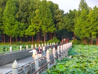 一池荷花，藏着盛夏最治愈的温柔