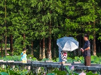 一池荷花，藏着盛夏最治愈的温柔