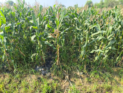 东西湖区举办全生物降解地膜应用示范观摩培训会