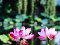 夏日限定浪漫！金银湖湿地公园荷花开啦