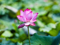 夏日限定浪漫！金银湖湿地公园荷花开啦