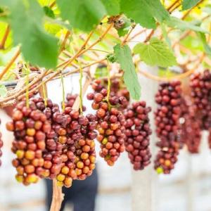 东西湖这串“玫瑰”，凭什么比肉还贵？