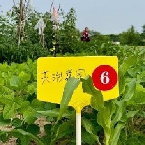 抽签、领地、开种！走马岭街“共治菜园”让闲置地“活”了
