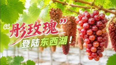 “彤玫瑰”登录东西湖！