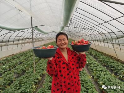  本地草莓熟了，蔡甸的你实现草莓自由了吗？