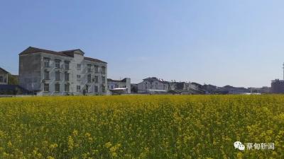 蔡甸消泗乡：现代农业和乡村旅游双轮驱动 乡村振兴发展出新彩