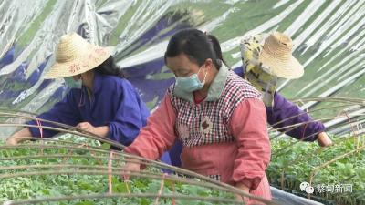 武汉蔡甸：牛年春来早 供苗备春耕