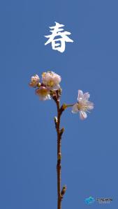  影像蔡甸 丨 春