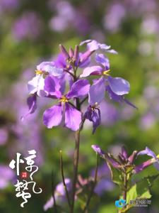 影像蔡甸 丨 惊蛰
