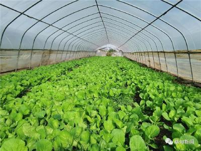 新春走基层丨蔡甸区农资储备充足 保春耕备耕