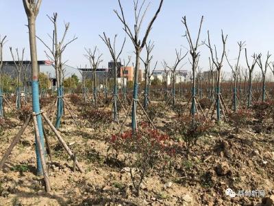 不负春光植树忙！蔡甸经开：共建共享生态家园