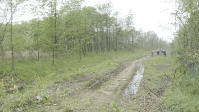 让补植复绿“恰逢良机”   蔡甸法院在公益诉讼案中首次适用先予执行