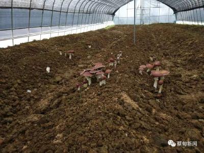 蔡甸东山村食用菌试种成功  4月底大量上市