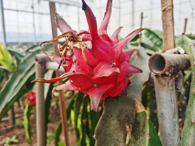 味甜更新鲜！蔡甸本地火龙果即将上市