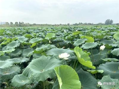 粉糯产量高 蔡甸乌梅村试种新品种莲藕十月将迎大丰收